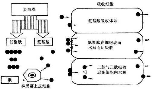 linchuangyingyangxue174.jpg