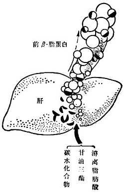 linchuangyingyangxue145.jpg