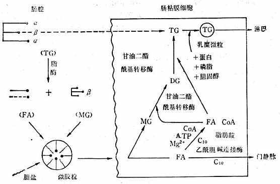 linchuangyingyangxue137.jpg