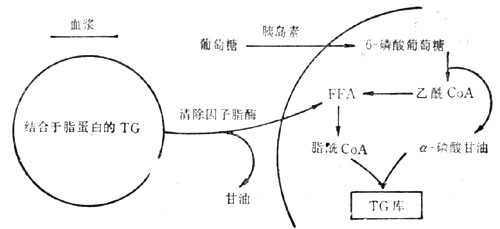 linchuangyingyangxue120.jpg